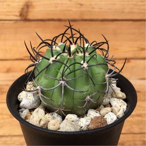 黒王丸(16個子株付き) 黒王丸(16個子株付き) 黒王丸(16個子株付き) ザ