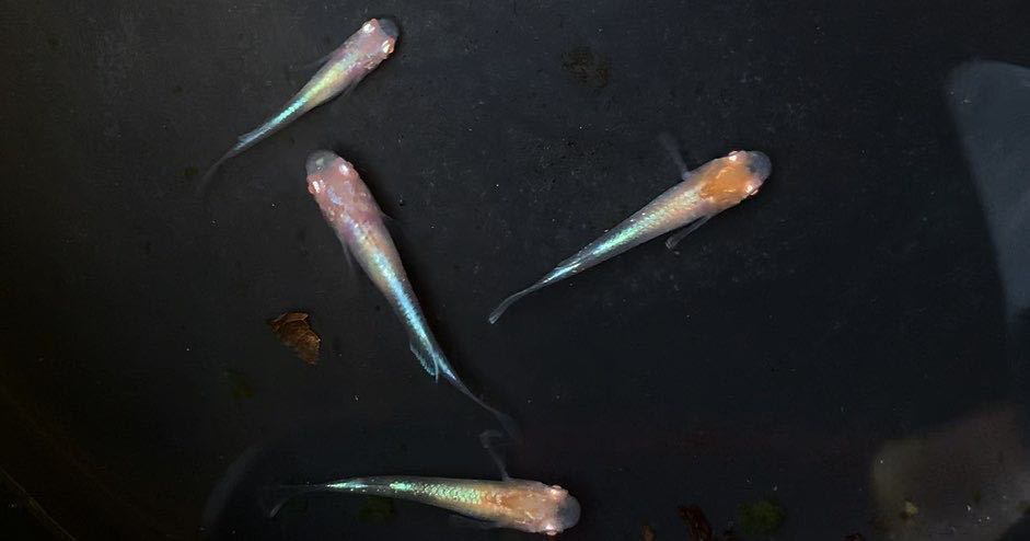 【最新作，爆買い】 梓めだか 発色良き 王妃 若魚 4匹(めだか)｜売買されたオークション情報、yahooの商品情報をアーカイブ公開 - オークファン めだか