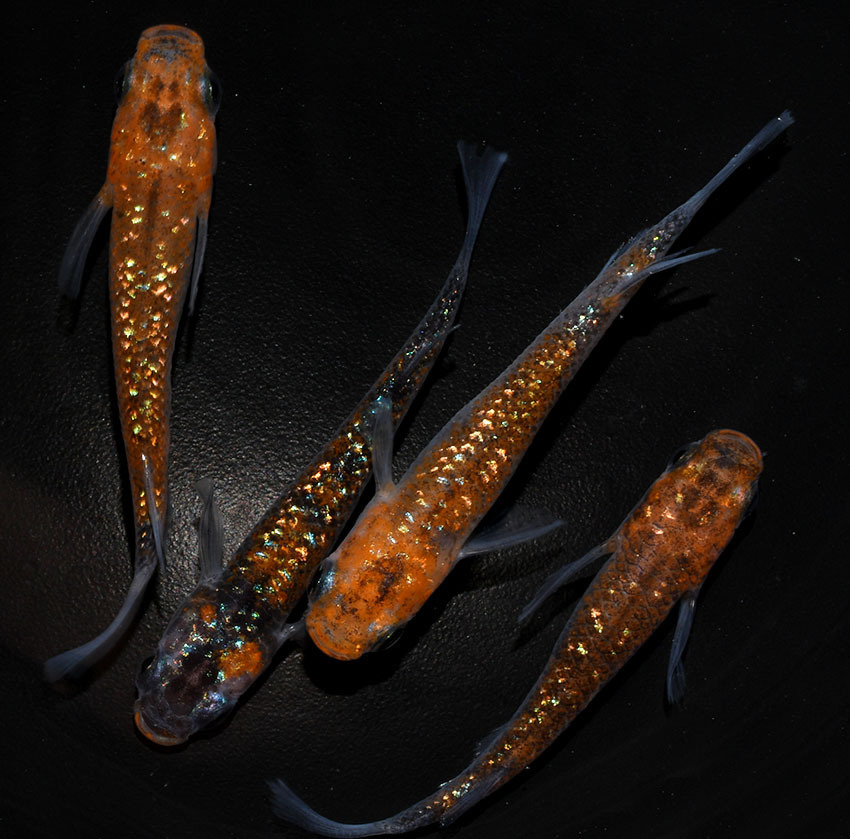 ◇　忘却の翼　若魚　２ペア　　G５　◇