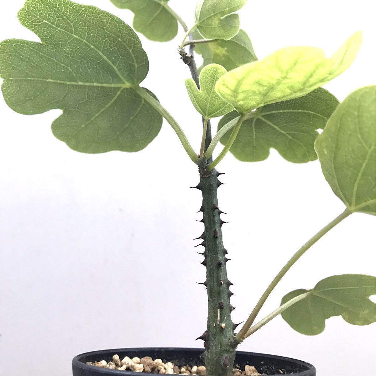 アデニア アクレアータ 挿し木 Adenia aculeata アデニア アクレアータ 挿し木