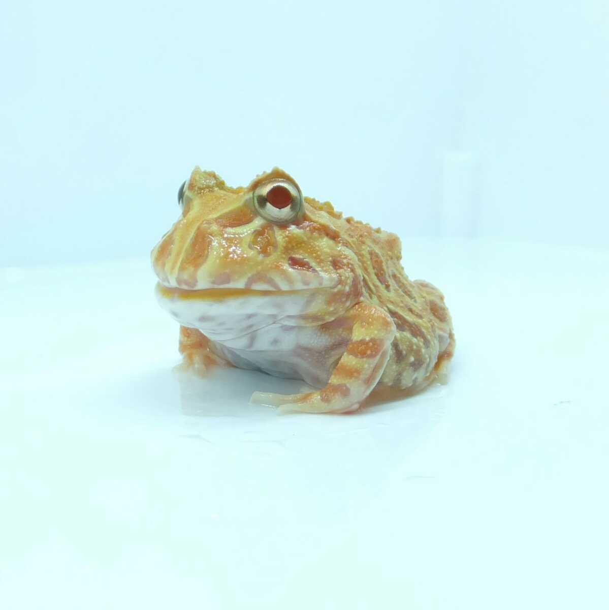 アプリコット アルビノ クランウェルツノガエル カエル 売買されたオークション情報 Yahooの商品情報をアーカイブ公開 オークファン Aucfan Com