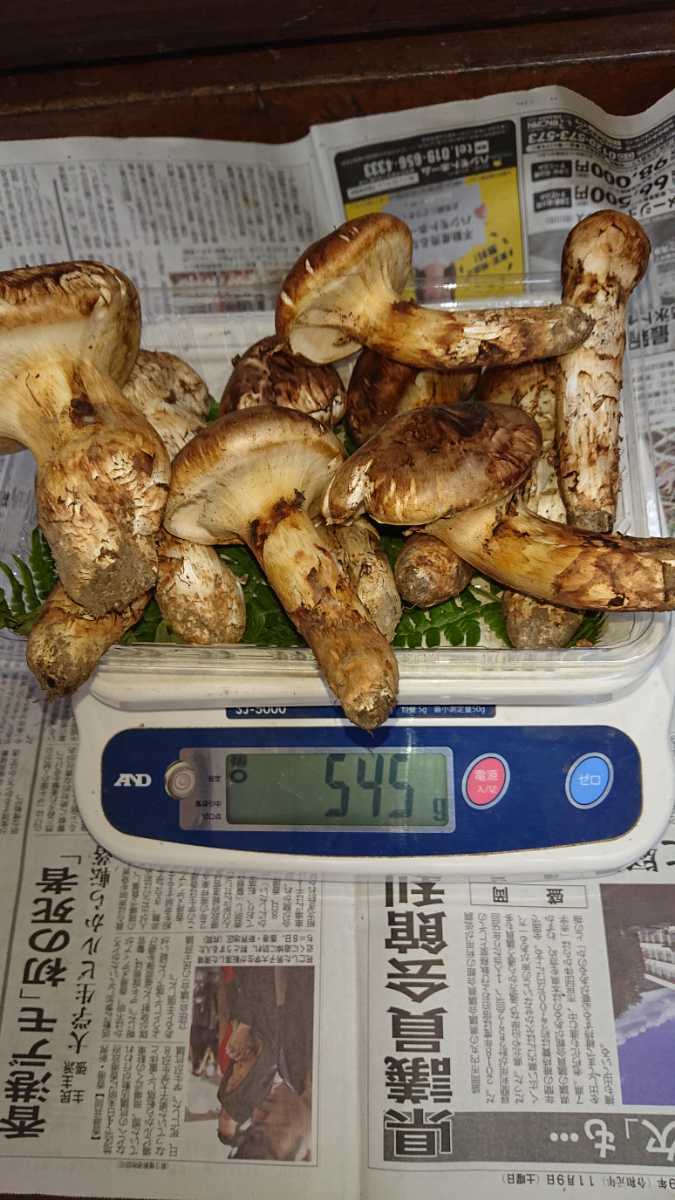 岩手産松茸7日採取545g