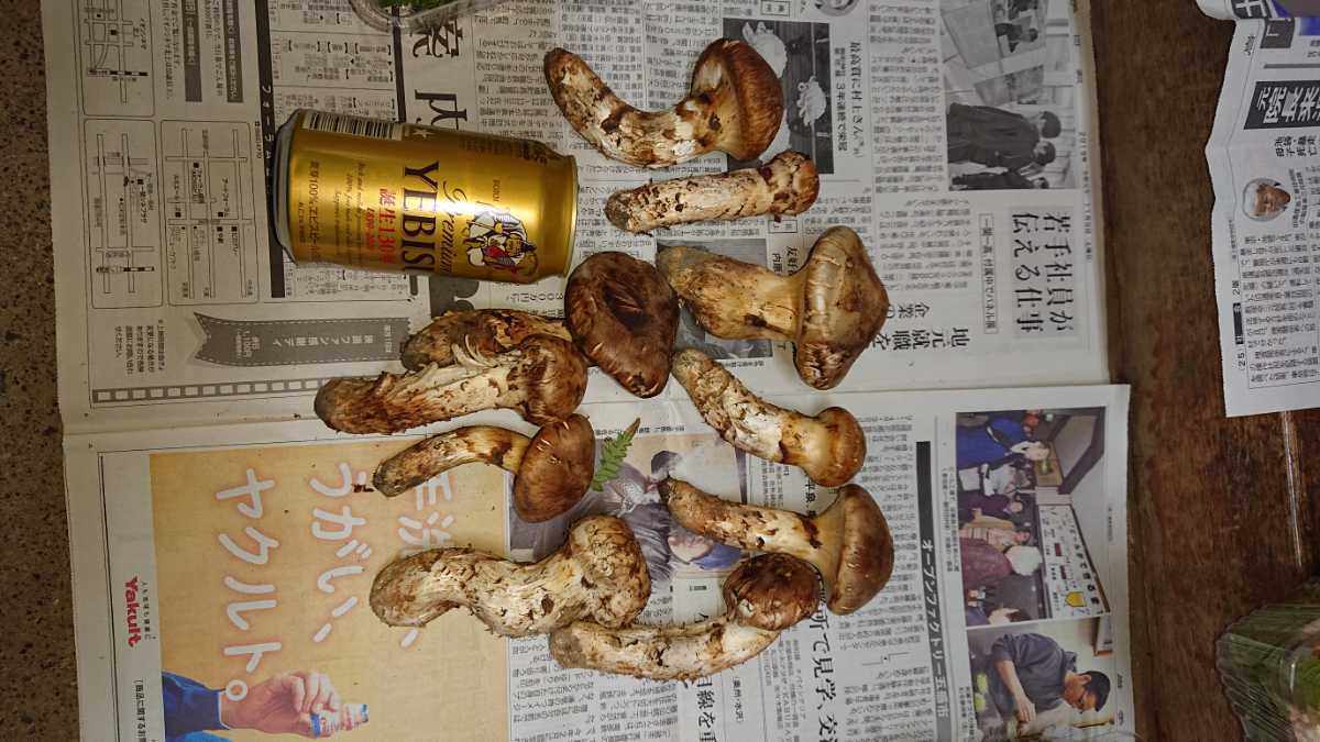 岩手産松茸7日採取545g