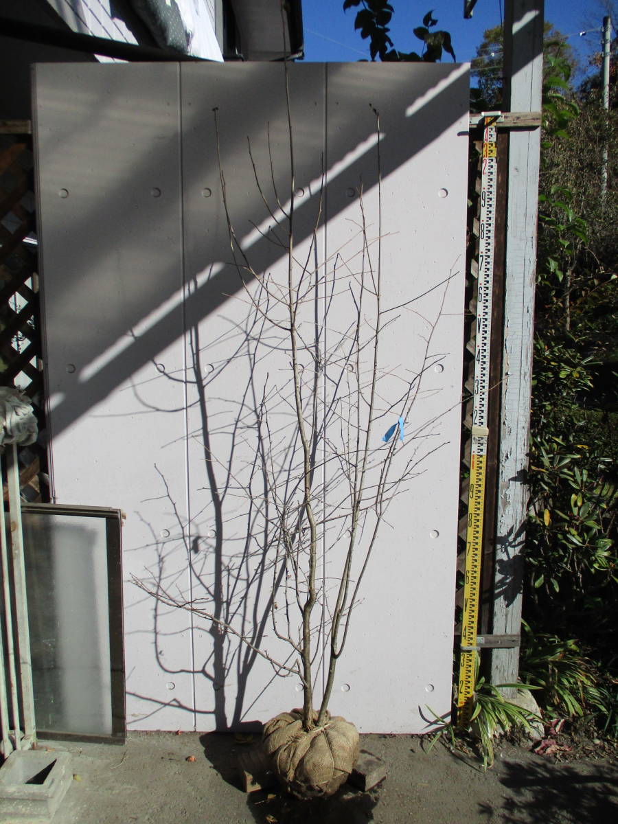  生産者直売 アオハダ 樹高2.0m スラっと細身 BL-01(植木、庭木)｜売買されたオークション情報、yahooの商品情報をアーカイブ公開 - オークファン 植木、庭木