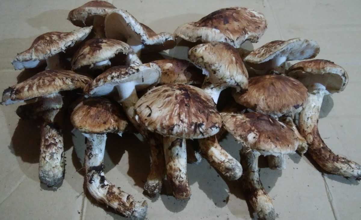 マツタケ 異例マツタケ大豊作 食物繊維を食べると日本の農業に革命が 