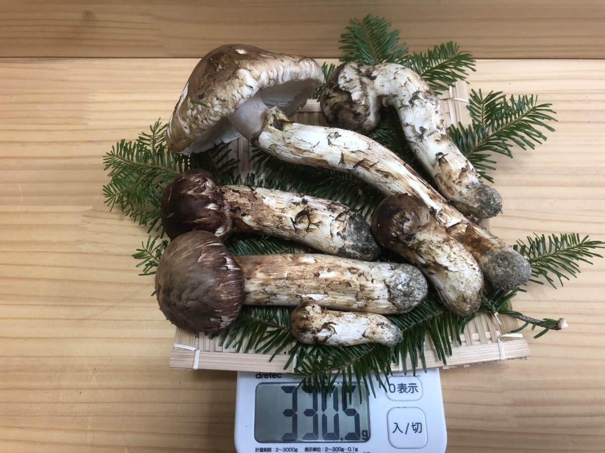 長野県信州産 松茸 475g