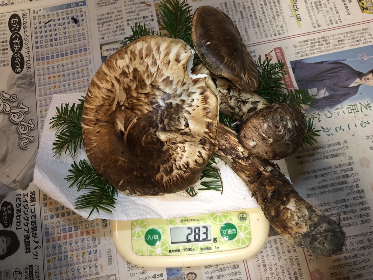 新品，大人気 北海道産 松茸 3本で283gです。