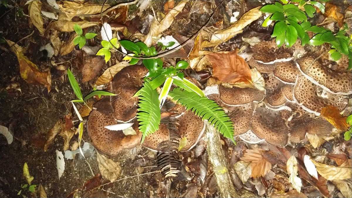 コウタケ 香茸 公式通販 産地直送 マツタケ 2等級～3等級 採れたて 