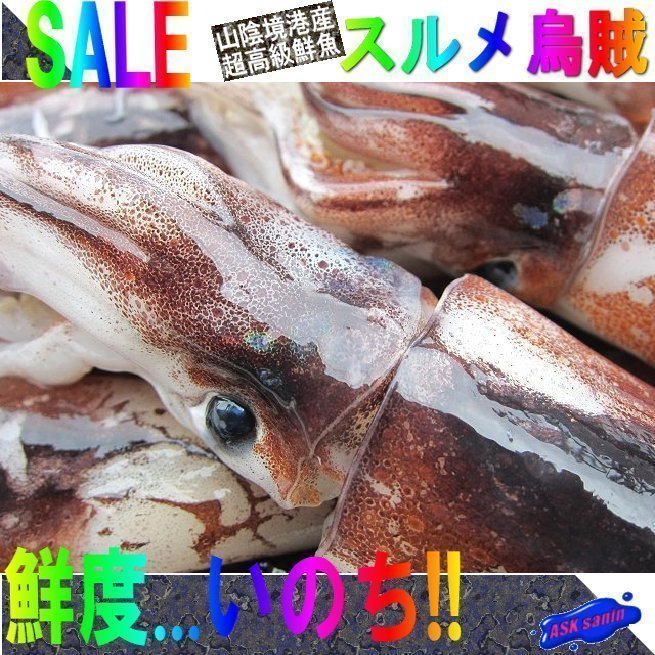 お刺身用「スルメ烏賊サイズ19尾で4kg」-山陰境港産-　活凍結品 : 活凍結品 お刺身用「スルメ烏賊19尾位で4kg」活冷凍品、-美しい釣り物 食品 人気NO1の「n白烏賊38尾で4kg」箱売り、お刺身用（剣先） お刺身用「スルメ烏賊サイズ21尾で4kg」-山陰境港産-
