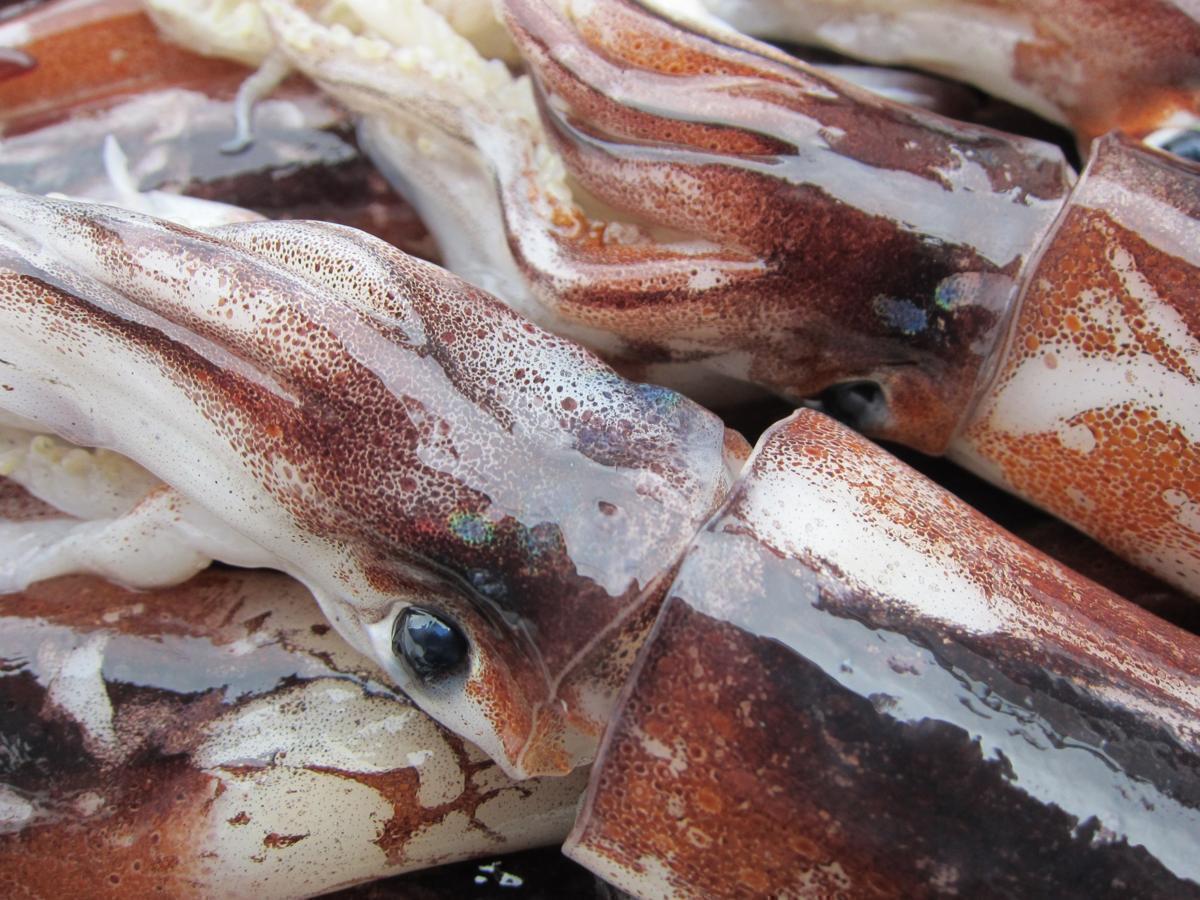 お刺身用「スルメ烏賊サイズ19尾で4kg」-山陰境港産-　活凍結品 : 活凍結品 お刺身用「スルメ烏賊19尾位で4kg」活冷凍品、-美しい釣り物 食品 人気NO1の「n白烏賊38尾で4kg」箱売り、お刺身用（剣先） お刺身用「スルメ烏賊サイズ21尾で4kg」-山陰境港産-