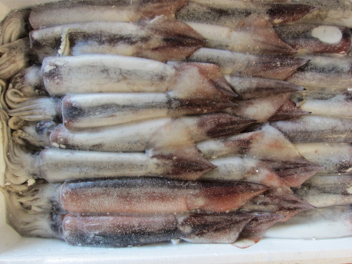 お刺身用「スルメ烏賊サイズ19尾で4kg」-山陰境港産-　活凍結品 : 活凍結品 お刺身用「スルメ烏賊19尾位で4kg」活冷凍品、-美しい釣り物 食品 人気NO1の「n白烏賊38尾で4kg」箱売り、お刺身用（剣先） お刺身用「スルメ烏賊サイズ21尾で4kg」-山陰境港産-