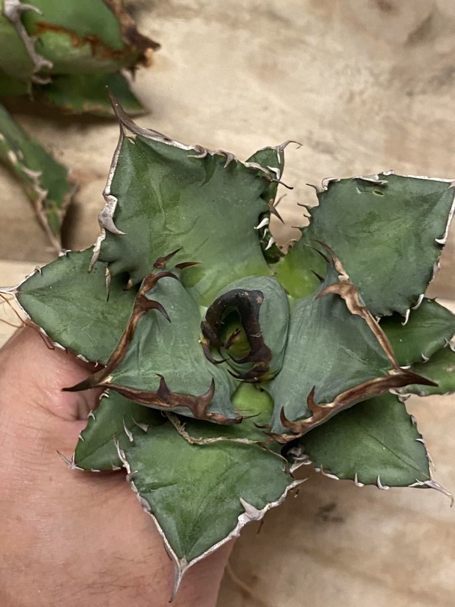 ever plants】Agave titanota 黑犀牛（9F291） チタノタ、オテロイ