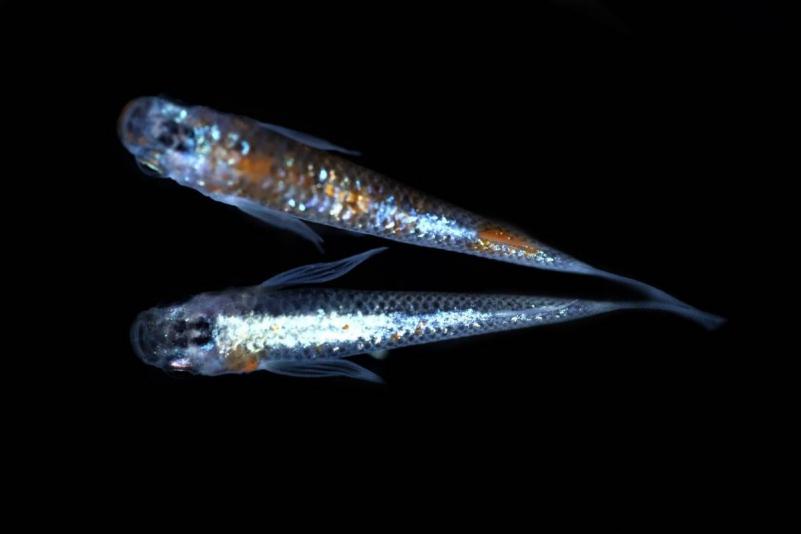 めだか造り屋 忘却の翼 体外光 稚魚 10匹 H 585 めだか 売買されたオークション情報 Yahooの商品情報をアーカイブ公開 オークファン Aucfan Com