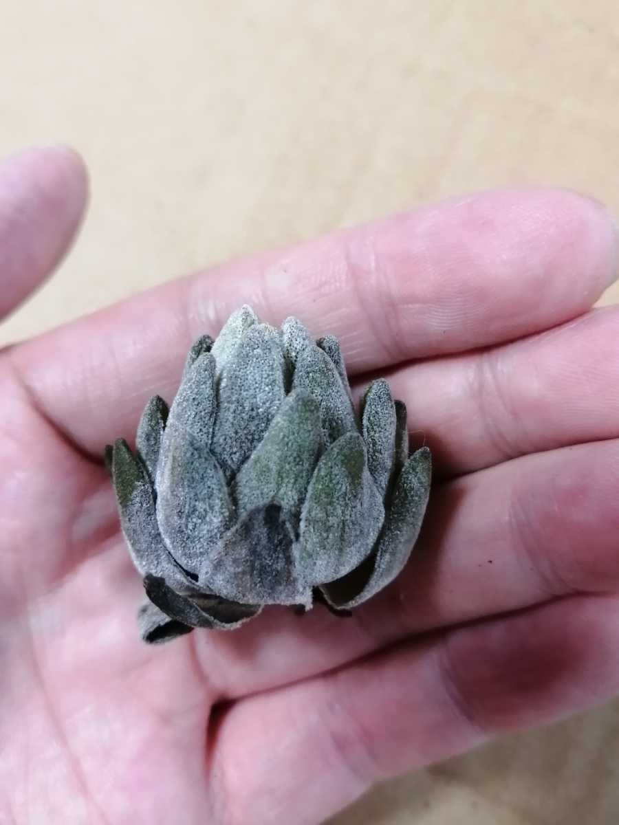 S1057】超希少・ティランジア シーケニー・ Tillandsia thiekenii