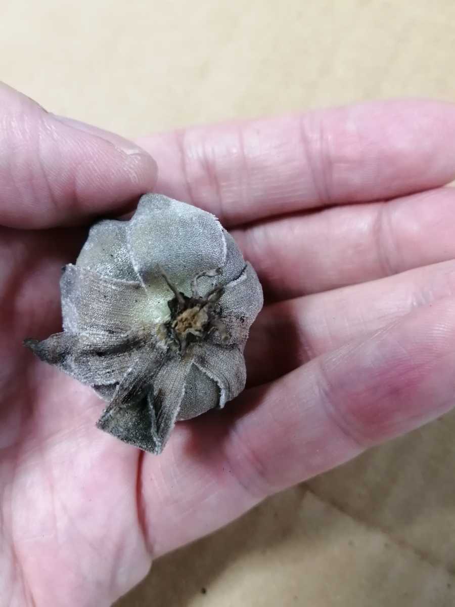 S1057】超希少・ティランジア シーケニー・ Tillandsia thiekenii