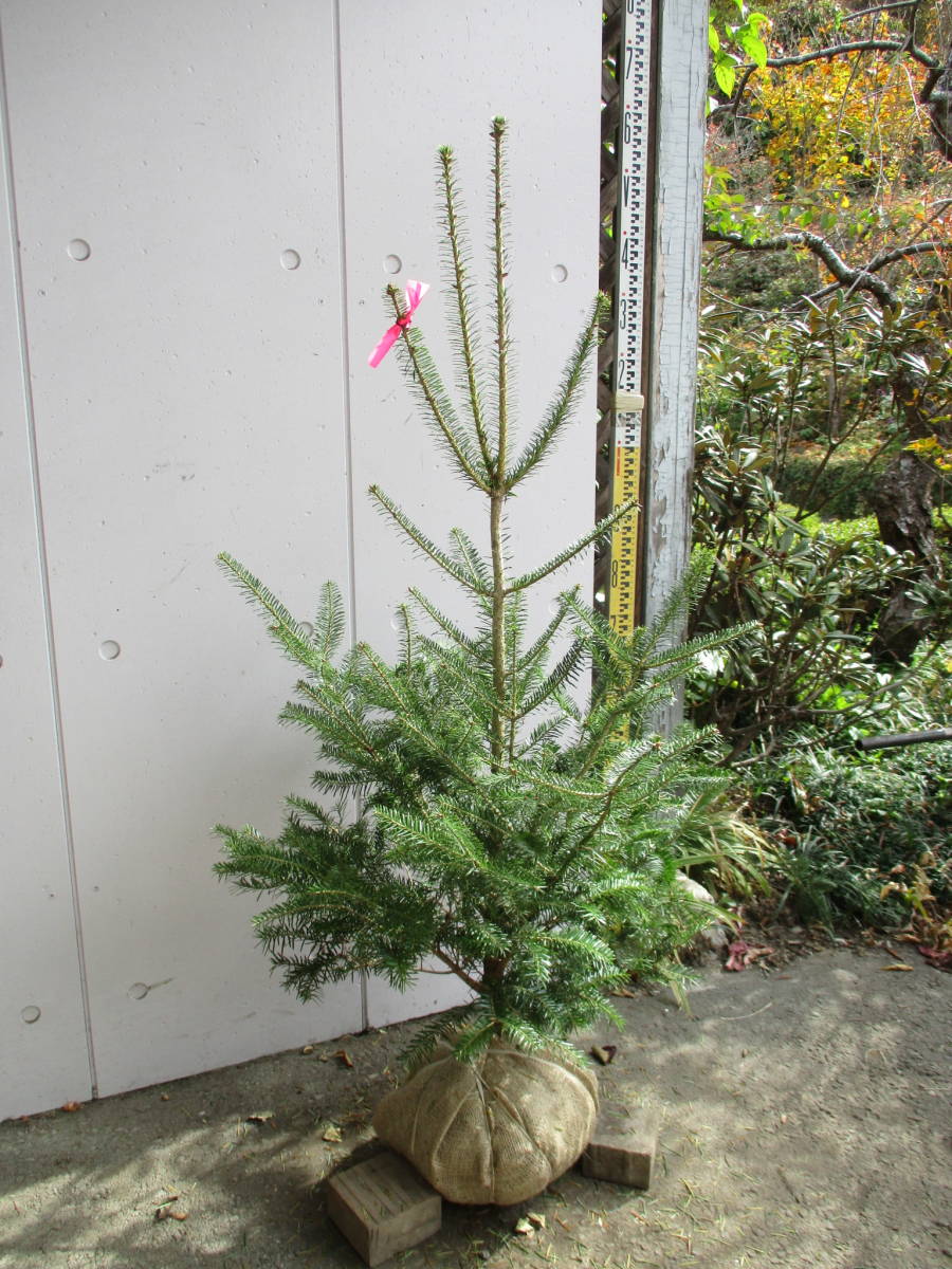 山取 モミノキ | オザキフラワーパーク 山採り アカシデ植木・庭木販売