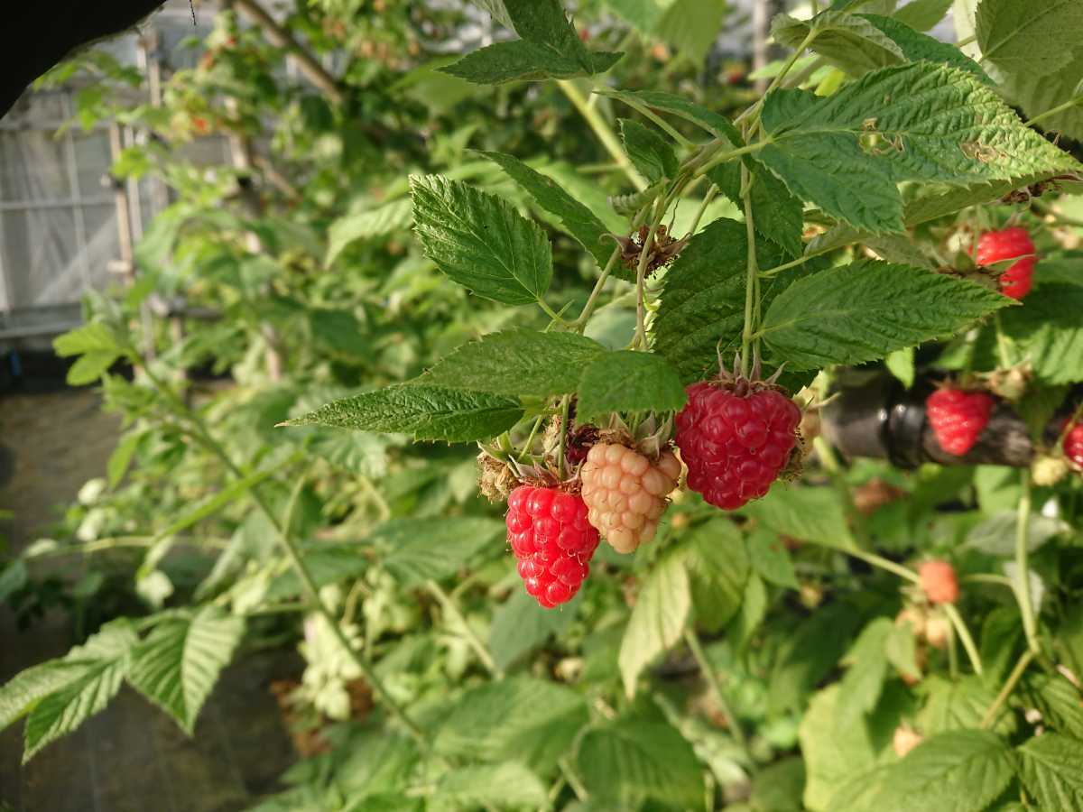 Tulameen チュラミーン トゥラミーン 一季なりラズベリー苗木 植木 庭木 売買されたオークション情報 Yahooの商品情報をアーカイブ公開 オークファン Aucfan Com