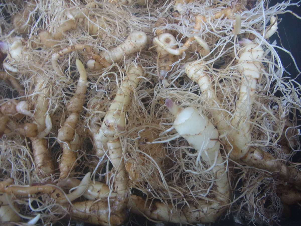 斑入り山野草 野生蘭 アマドコロ ナルコユリ アマドコロ 花 園芸 売買されたオークション情報 Yahooの商品情報をアーカイブ公開 オークファン Aucfan Com