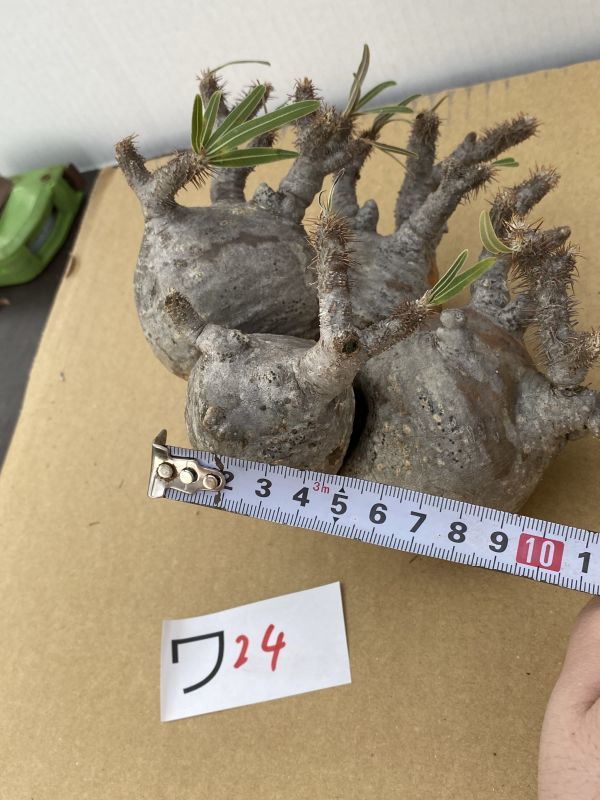 ワ24 塊根植物・現地株パキポディウム グラキリス多頭・最新到着