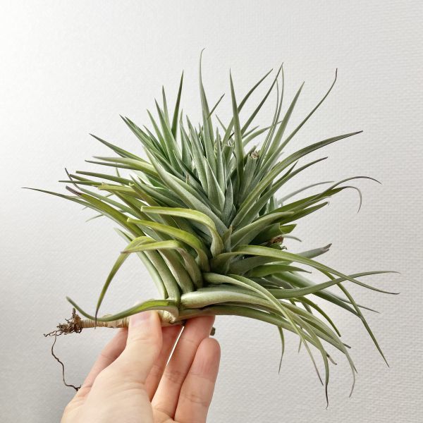 T4974 アエラントス ベルゲリ ハイブリッド クランプ エアプランツ エアープランツ ティランジア チランジア Tillandsia アナナス 売買されたオークション情報 Yahooの商品情報をアーカイブ公開 オークファン Aucfan Com