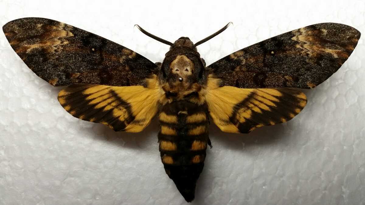 ヨーロッパメンガタスズメ Acherontia Atropos スズメガ 約11cm オーストリア産 蛾 標本 虫類 売買されたオークション情報 Yahooの商品情報をアーカイブ公開 オークファン Aucfan Com ヨーロッパメンガタスズメ Acherontia Atropos スズメガ 約11cm オーストリア産 蛾 標本 虫類 売買されたオークション情報 Yahooの商品情報をアーカイブ公開 オークファン Aucfan Com