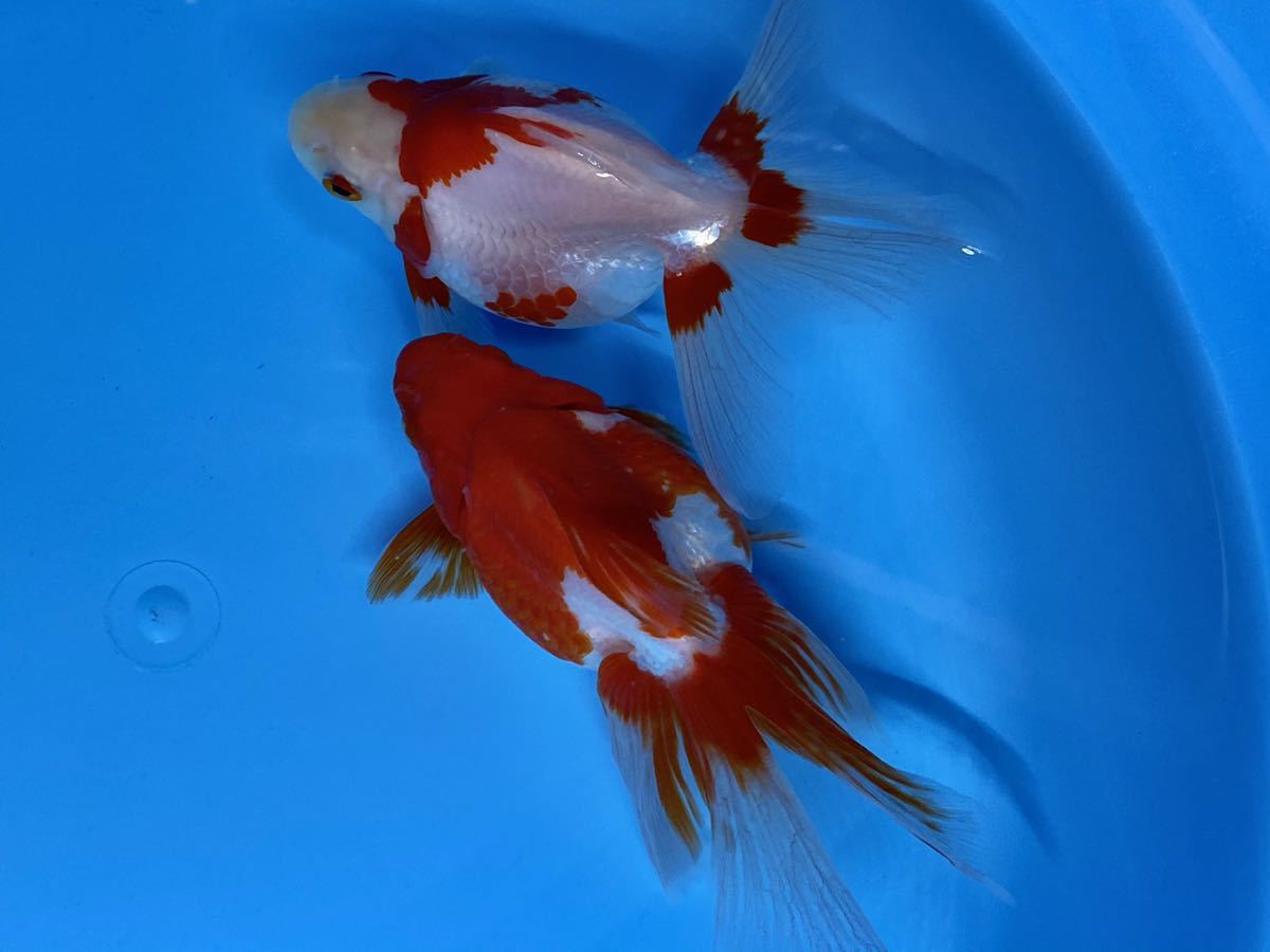 極選 平賀更紗琉金 3歳魚 2匹 金魚 更紗琉金 琉金 金魚 売買されたオークション情報 Yahooの商品情報をアーカイブ公開 オークファン Aucfan Com