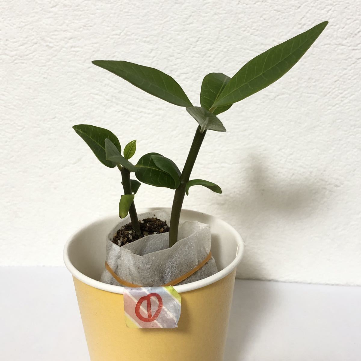 ① 2苗 ★ プルメリア ミックス 種 からの 実生苗 セット / 南国 海 サーフィン トロピカルプランツ バリ 観葉植物 フラ ハワイ タイ 苗_1