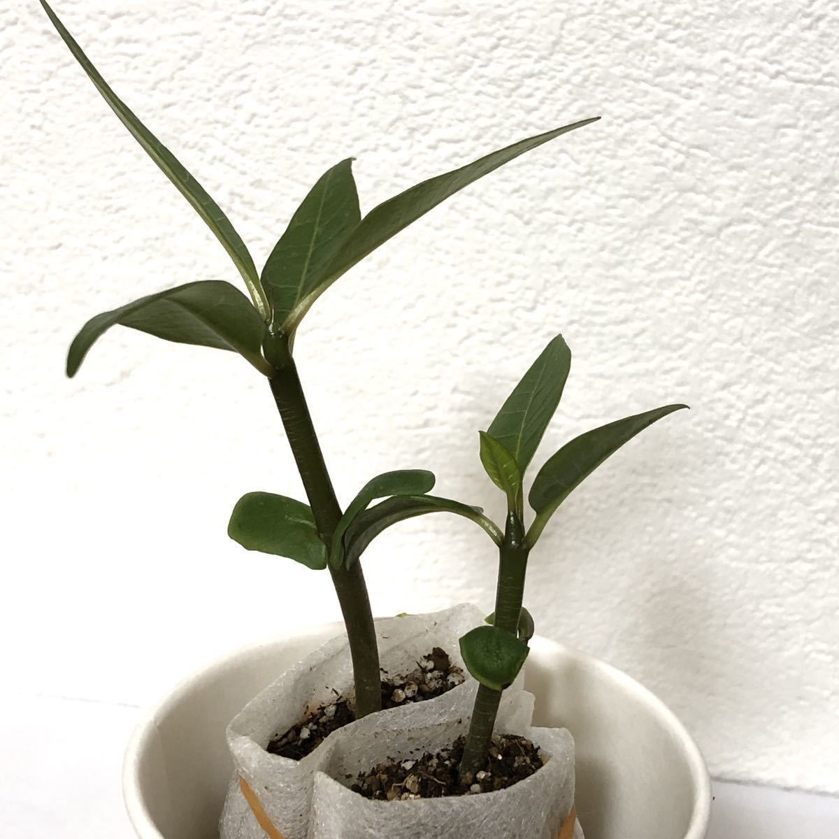 ① 2苗 ★ プルメリア ミックス 種 からの 実生苗 セット / 南国 海 サーフィン トロピカルプランツ バリ 観葉植物 フラ ハワイ タイ 苗_2