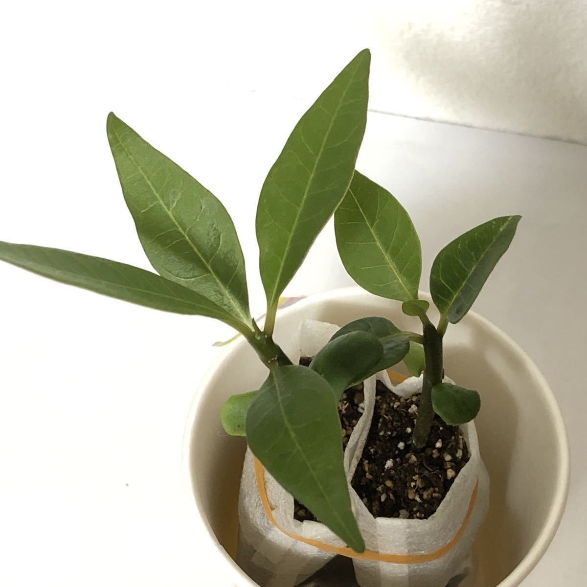 ① 2苗 ★ プルメリア ミックス 種 からの 実生苗 セット / 南国 海 サーフィン トロピカルプランツ バリ 観葉植物 フラ ハワイ タイ 苗_3