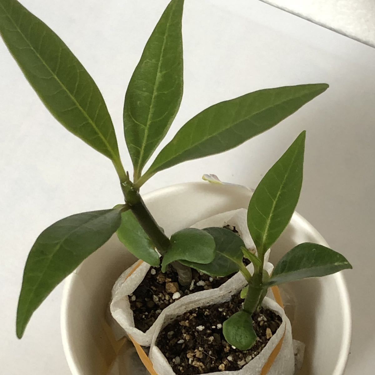 ① 2苗 ★ プルメリア ミックス 種 からの 実生苗 セット / 南国 海 サーフィン トロピカルプランツ バリ 観葉植物 フラ ハワイ タイ 苗_4