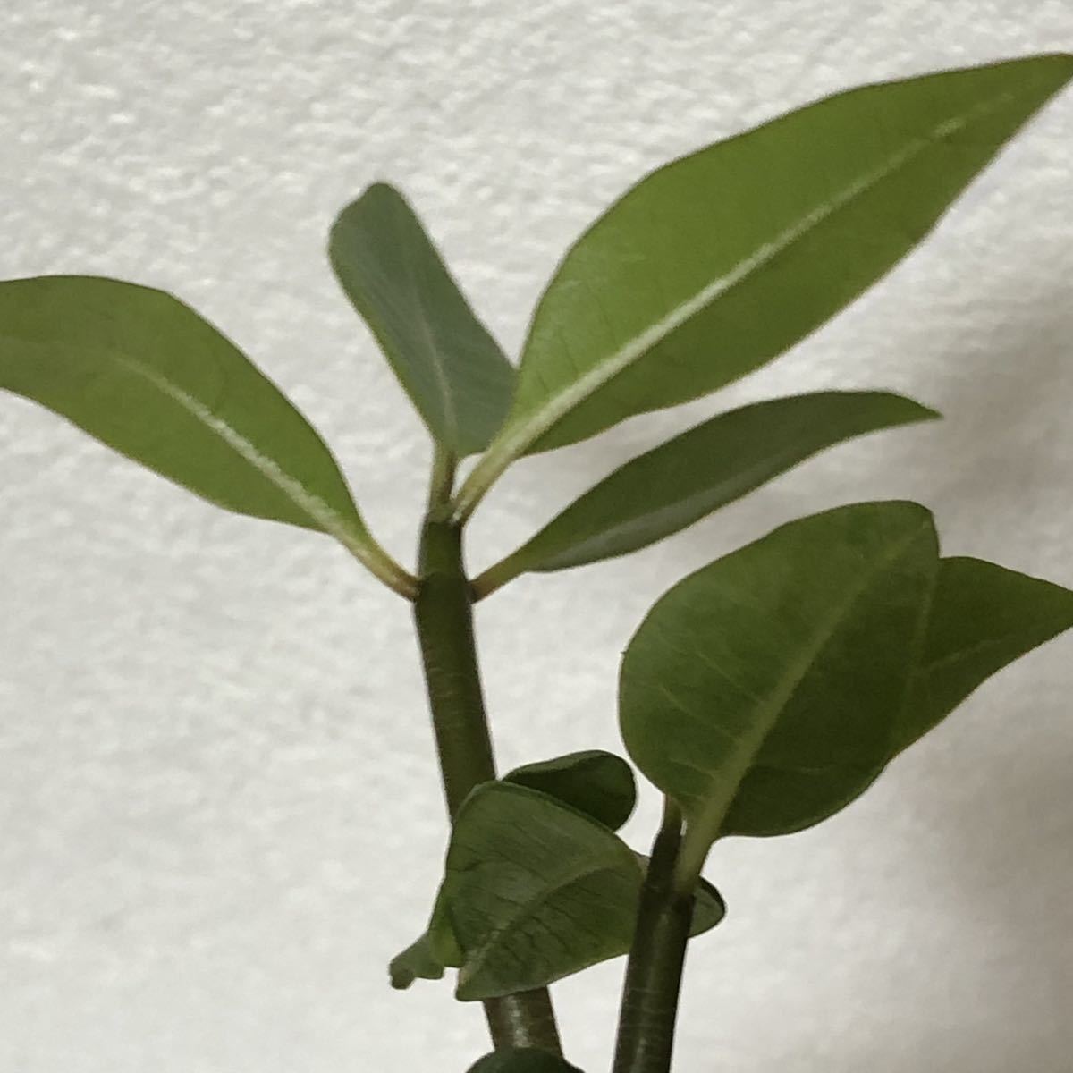 ① 2苗 ★ プルメリア ミックス 種 からの 実生苗 セット / 南国 海 サーフィン トロピカルプランツ バリ 観葉植物 フラ ハワイ タイ 苗_5