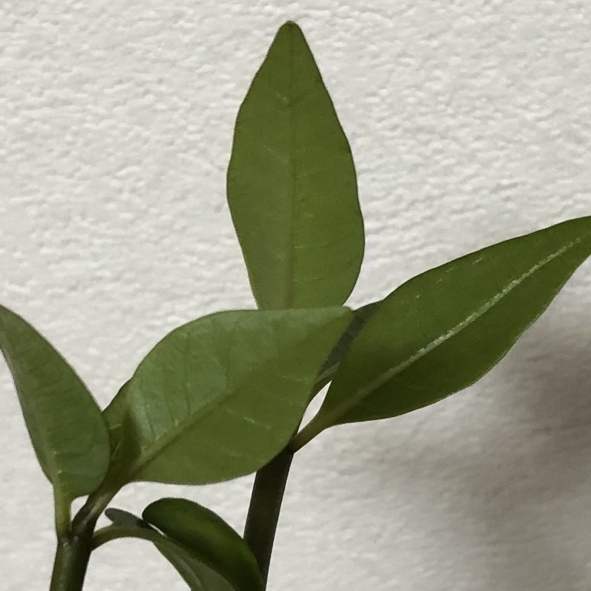 ① 2苗 ★ プルメリア ミックス 種 からの 実生苗 セット / 南国 海 サーフィン トロピカルプランツ バリ 観葉植物 フラ ハワイ タイ 苗_6