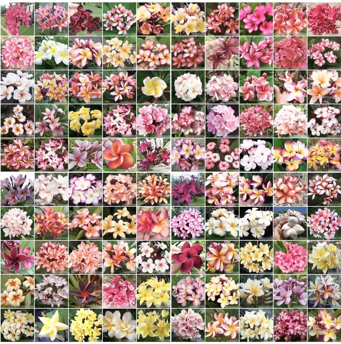 ① 2苗 ★ プルメリア ミックス 種 からの 実生苗 セット / 南国 海 サーフィン トロピカルプランツ バリ 観葉植物 フラ ハワイ タイ 苗_7