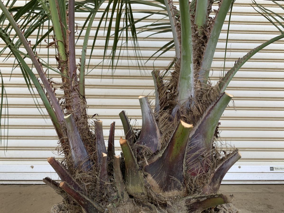 ココスヤシ 株立 シルバーリーフ ヤシの木 ヤシ 庭木 植木 庭 シンボル