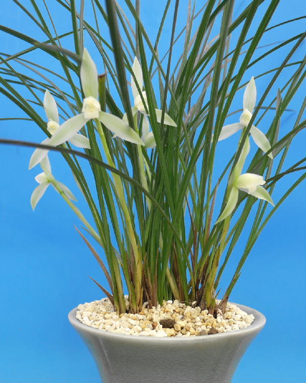 限定セール，送料無料 &infin;萠春園&infin; ベスト オブ フレグランス 糸蘭白花 香りの女王 上木５本立ち株 検:えびねらん 寒蘭 春ラン(ラン)｜売買されたオークション情報、yahooの商品情報をアーカイブ公開 - オーク ラン