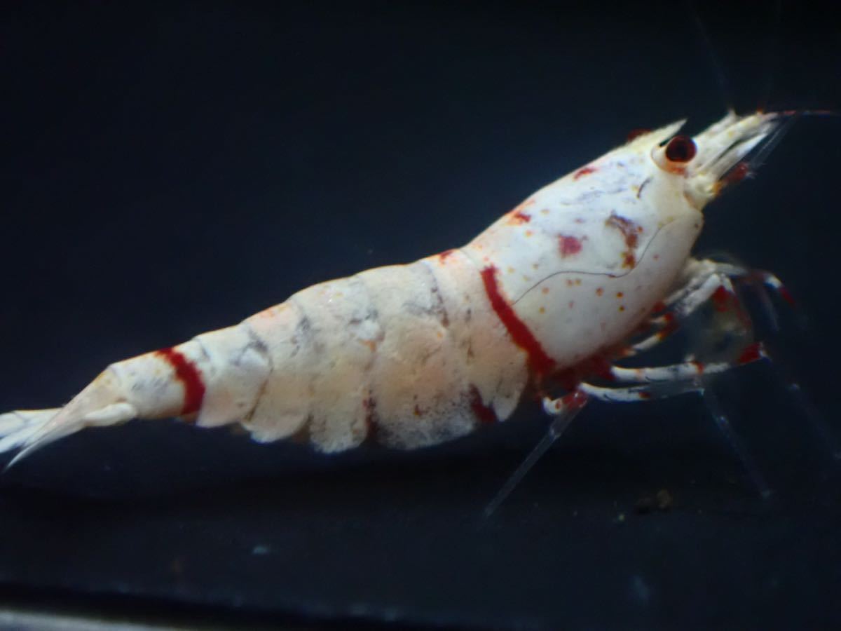 エビちゃんねる】ファンシータイガーSSランク 抱卵若個体 現物 二匹