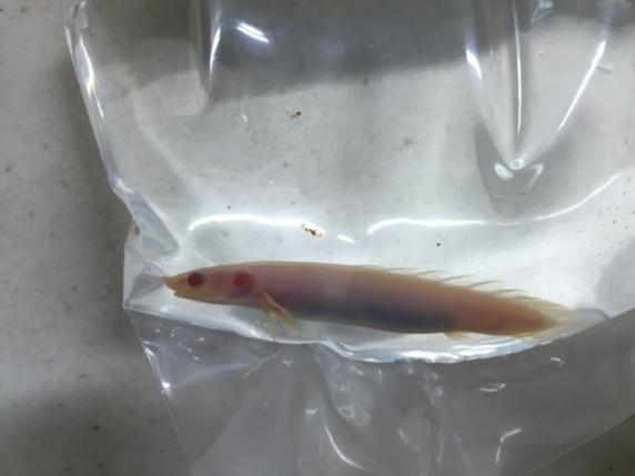 熱帯魚 アルビノ ポリプテルス セネガルス エンドリケリー 売買されたオークション情報 Yahooの商品情報をアーカイブ公開 オークファン Aucfan Com