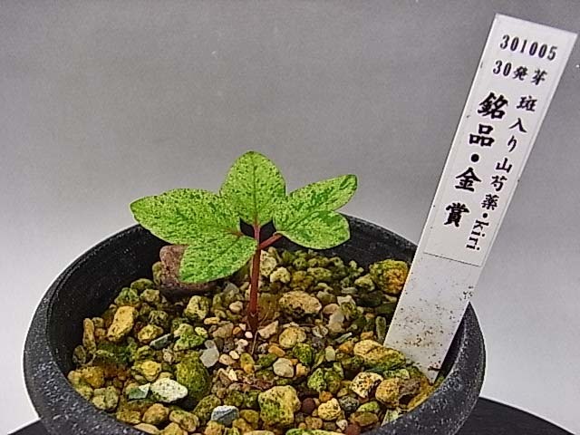 山野草 斑入りヤマシャクヤク 斑入り山芍薬 銘品 金賞 ４年生 鉢植え 売買されたオークション情報 Yahooの商品情報をアーカイブ公開 オークファン Aucfan Com