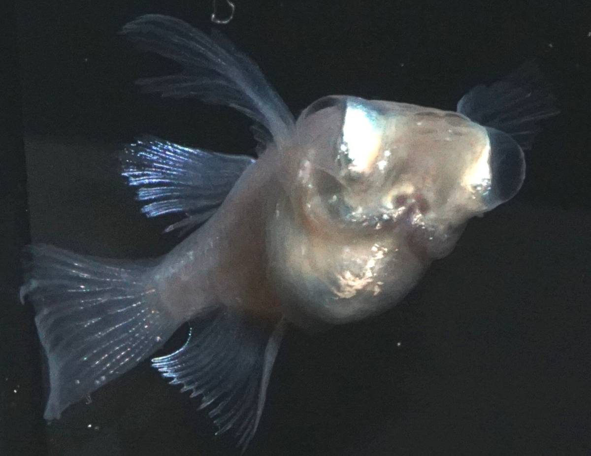 高質で安価 メダカ 水泡眼めだか ヒトミ 稚魚10匹 ヒトミメダカ Shipsctc Org