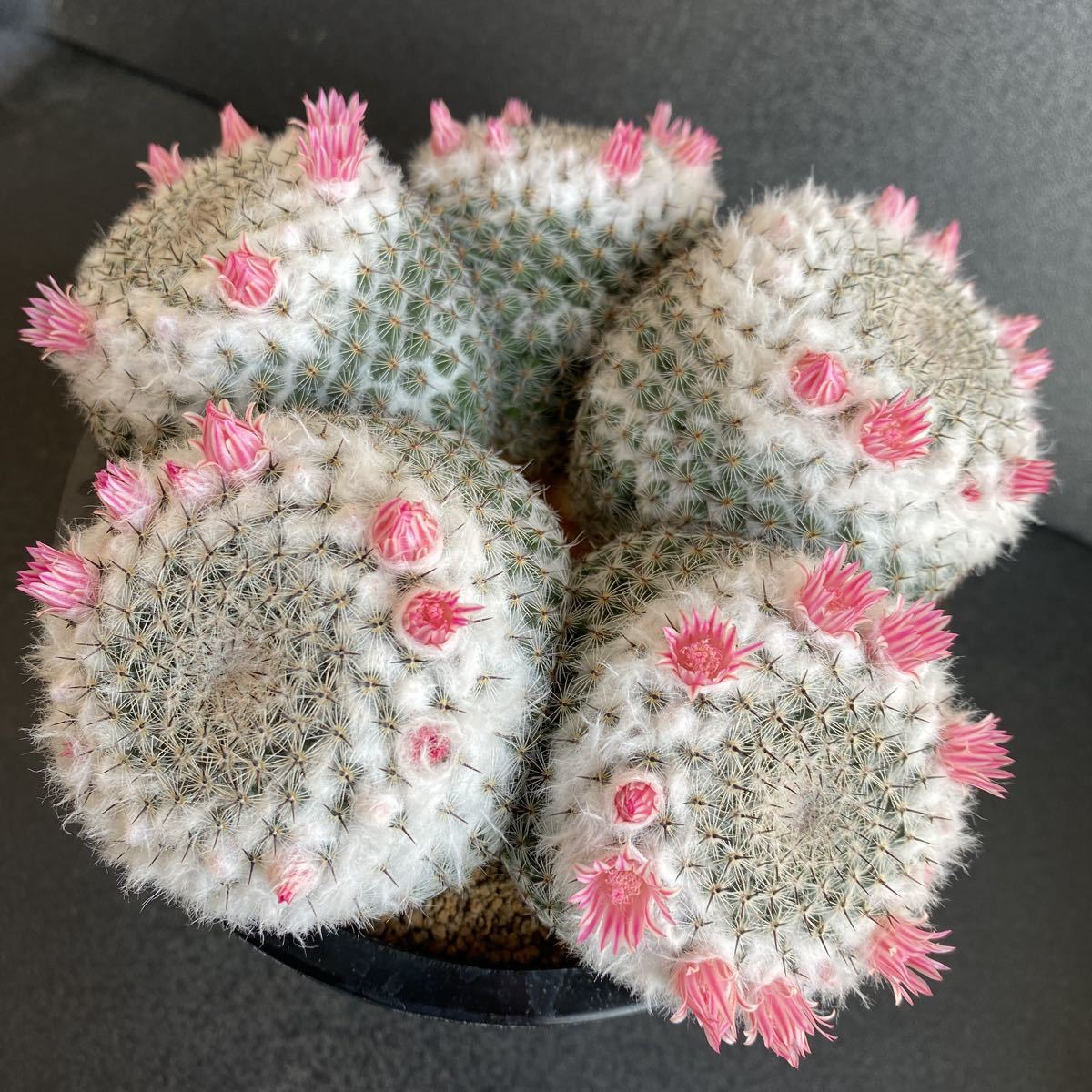 即日発送 美株 恋山彦 大群生 実生 マミラリア サボテン 多肉植物 期間限定開催 Www Radiodio Org 即日発送 美株 恋山彦 大群生 実生 マミラリア サボテン 多肉植物 期間限定開催 Www Radiodio Org