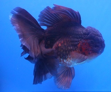 21　！超セレクト！　☆極美極上個体☆　ハーフムーンテール　タイガーオランダ獅子頭　24cm位