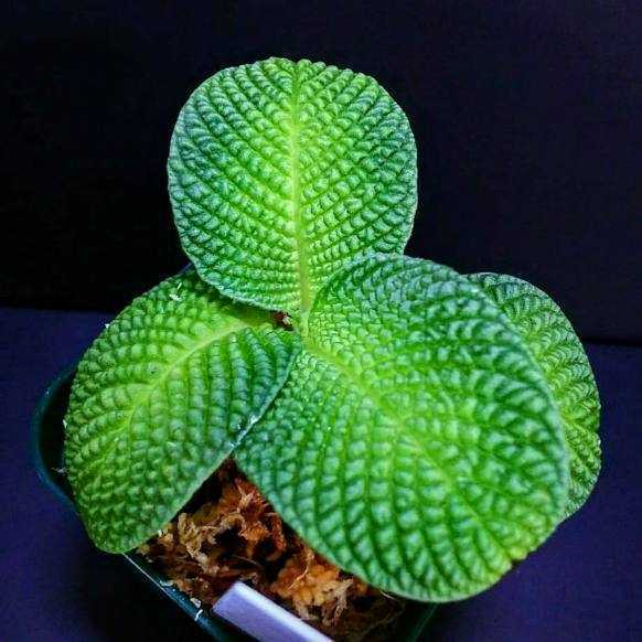 Gesneriaceae sp. - ゲスネリア sp.?\u201cKayu カユラピス4) ゲスネリアsp.?カユラピス【TB便】　Gesneriaceae sp.?“Kayu lapis”【TB】熱帯植物　パルダリウム　ビバリウム　送料第4種植物郵便110円