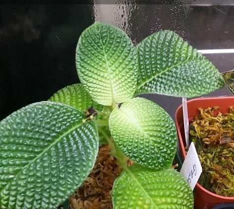 Gesneriaceae sp. - ゲスネリア sp.?\u201cKayu カユラピス4) ゲスネリアsp.?カユラピス【TB便】　Gesneriaceae sp.?“Kayu lapis”【TB】熱帯植物　パルダリウム　ビバリウム　送料第4種植物郵便110円