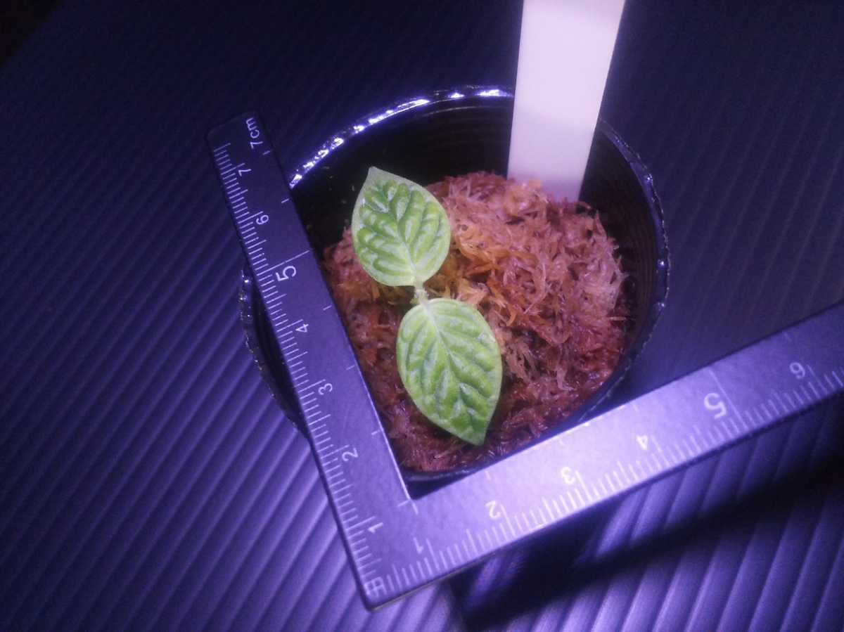 Gesneriaceae sp. - ゲスネリア sp.?\u201cKayu カユラピス4) ゲスネリアsp.?カユラピス【TB便】　Gesneriaceae sp.?“Kayu lapis”【TB】熱帯植物　パルダリウム　ビバリウム　送料第4種植物郵便110円