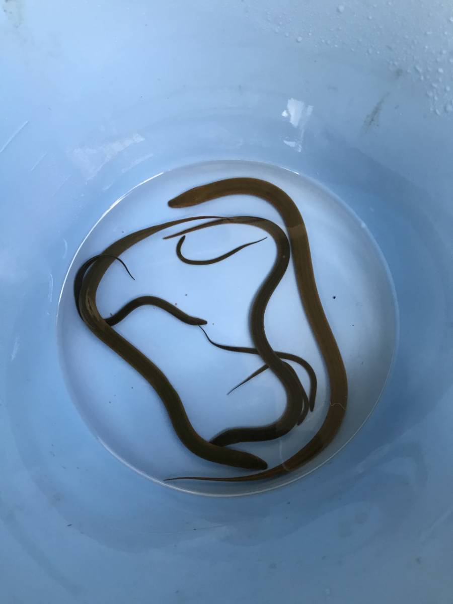 奈良県産　天然採取　タウナギ（小）9ｃｍ　一匹_1