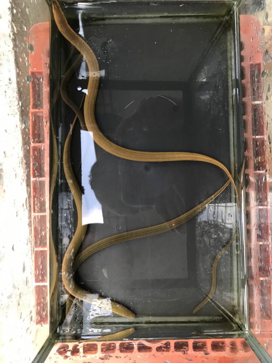 奈良県産　天然採取　タウナギ（小）9ｃｍ　一匹_2