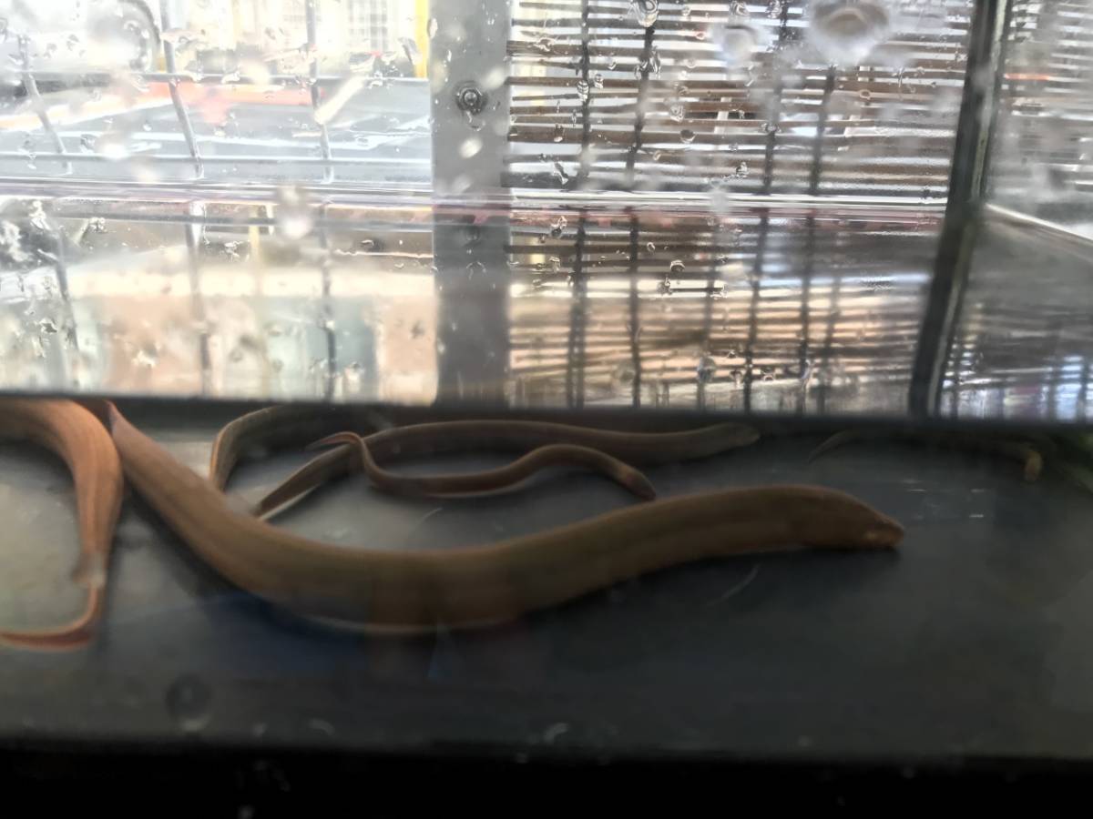 奈良県産　天然採取　タウナギ（小）9ｃｍ　一匹_3