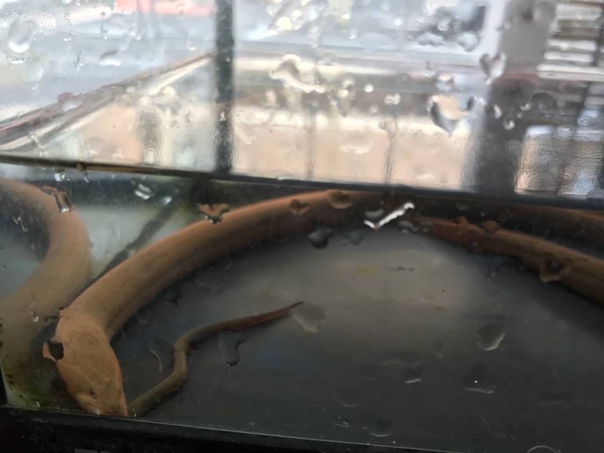 奈良県産　天然採取　タウナギ（小）9ｃｍ　一匹_4