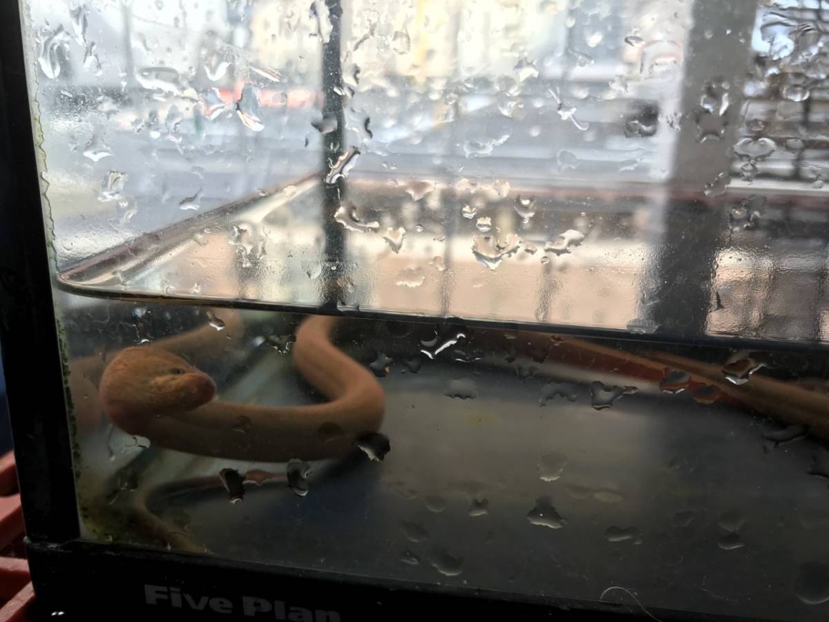 奈良県産　天然採取　タウナギ（小）9ｃｍ　一匹_5