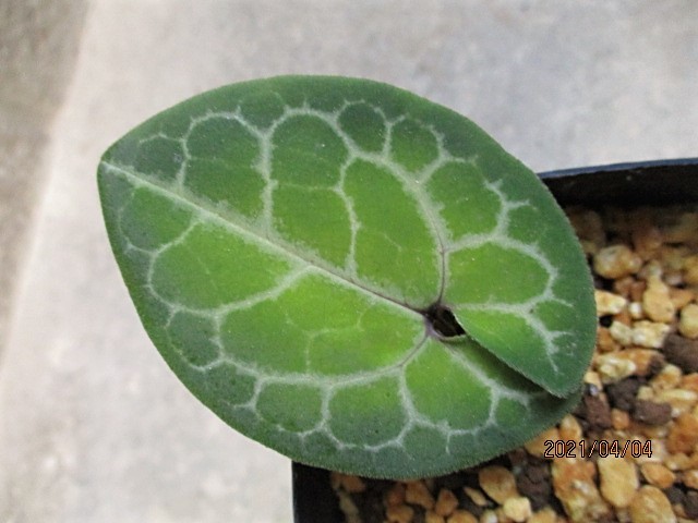 カントウカンアオイ 【春の夢】 斑入り 山野草